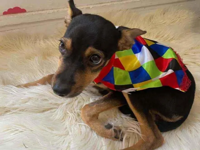 Cachorro ra a MIX Pinscher  idade 2 a 6 meses nome Amora