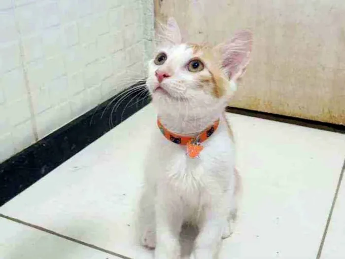 Gato ra a SRD idade 2 a 6 meses nome ..