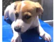 Cachorro raça SRD idade 2 a 6 meses nome Sem Nome