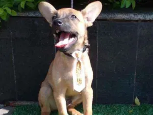 Cachorro raça SRD  idade 2 a 6 meses nome Dunga 