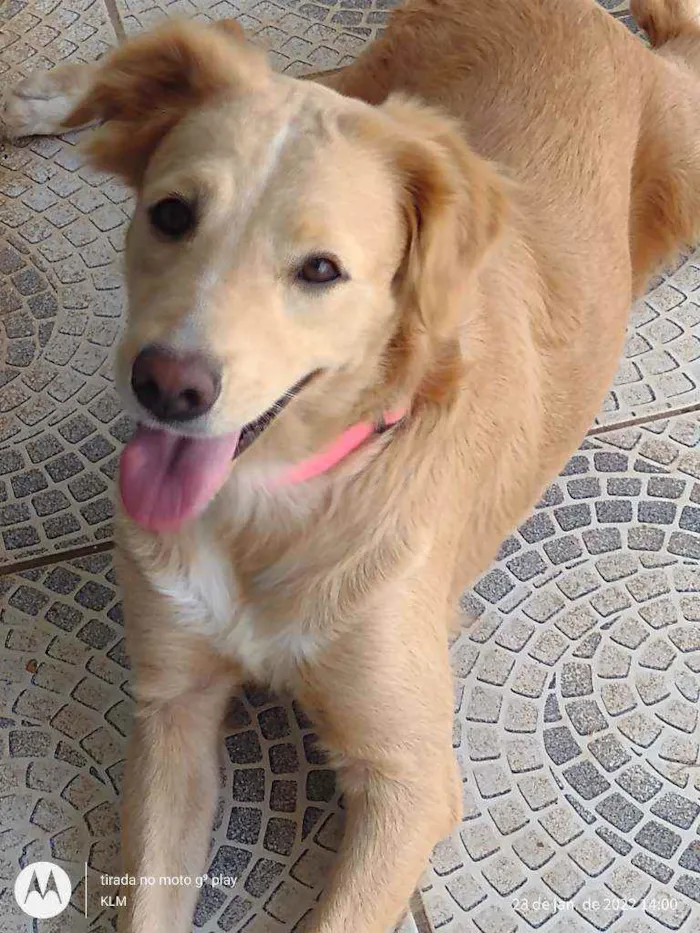 Cachorro ra a MESTIÇA DE GOLDEM RETRIVER idade 1 ano nome SOL