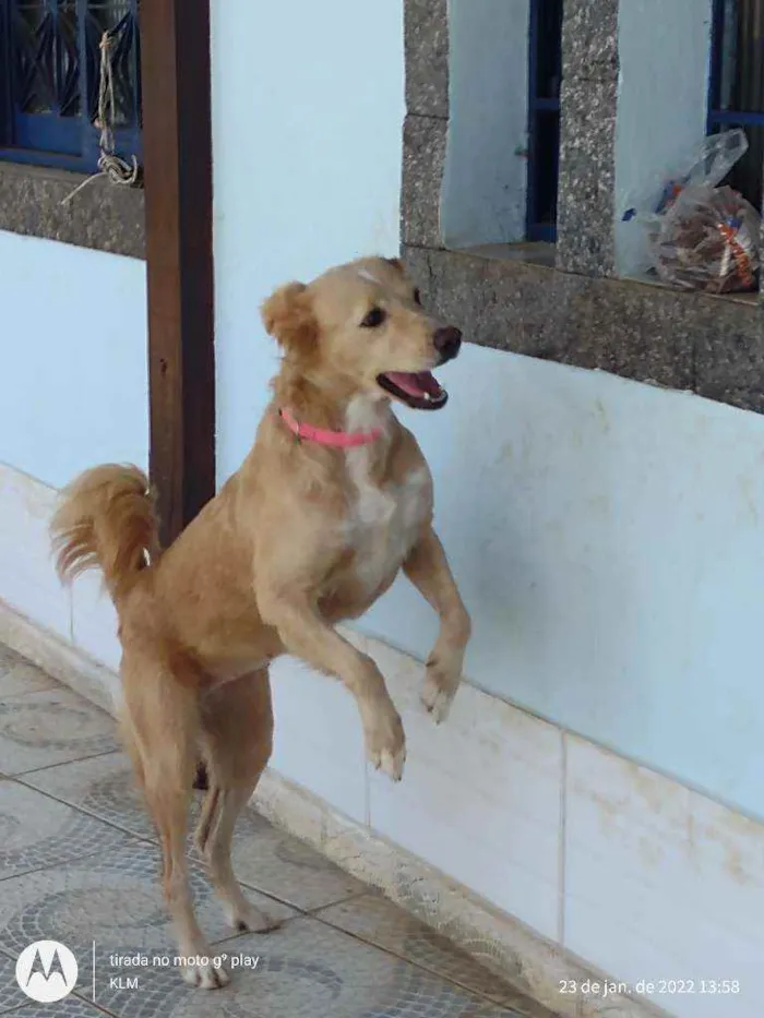 Cachorro ra a MESTIÇA DE GOLDEM RETRIVER idade 1 ano nome SOL