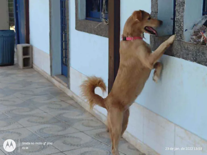 Cachorro ra a MESTIÇA DE GOLDEM RETRIVER idade 1 ano nome SOL