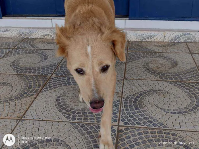 Cachorro ra a MESTIÇA DE GOLDEM RETRIVER idade 1 ano nome SOL