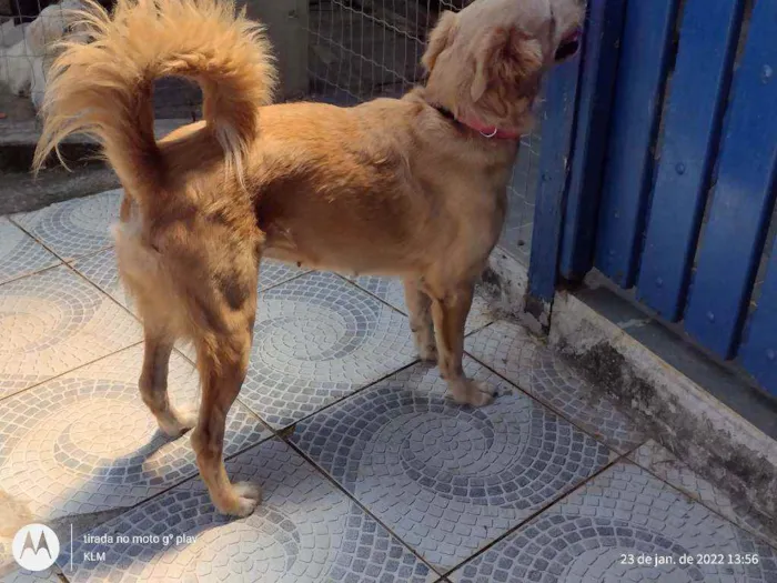 Cachorro ra a MESTIÇA DE GOLDEM RETRIVER idade 1 ano nome SOL