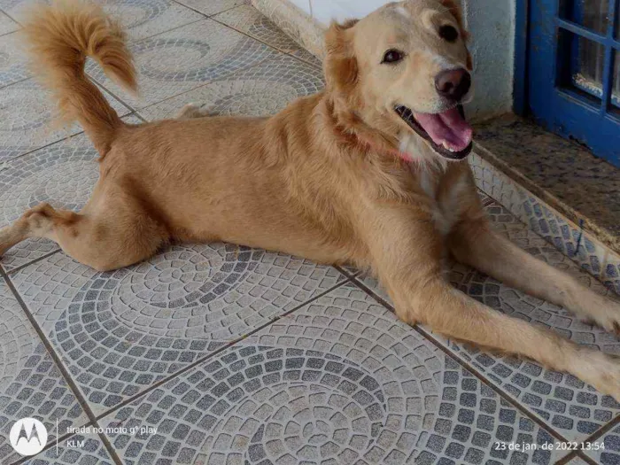 Cachorro ra a MESTIÇA DE GOLDEM RETRIVER idade 1 ano nome SOL