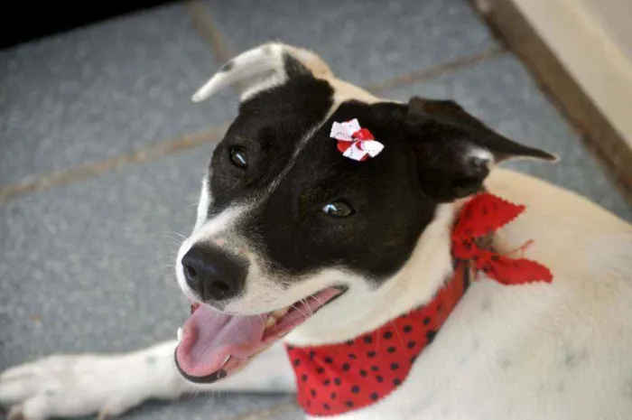 Cachorro ra a Srd idade 7 a 11 meses nome Brisa 