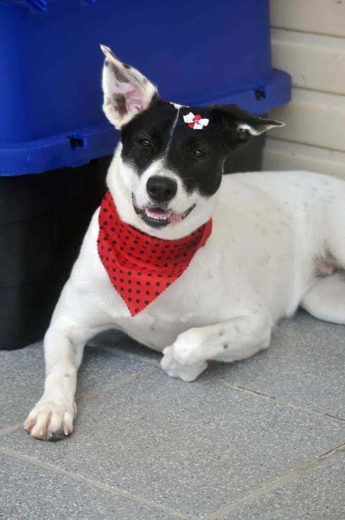 Cachorro ra a Srd idade 7 a 11 meses nome Brisa 