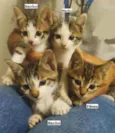 4 Filhotinhos
