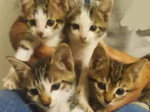 Gato raça SRD idade Abaixo de 2 meses nome 4 Filhotinhos