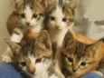 4 Filhotinhos
