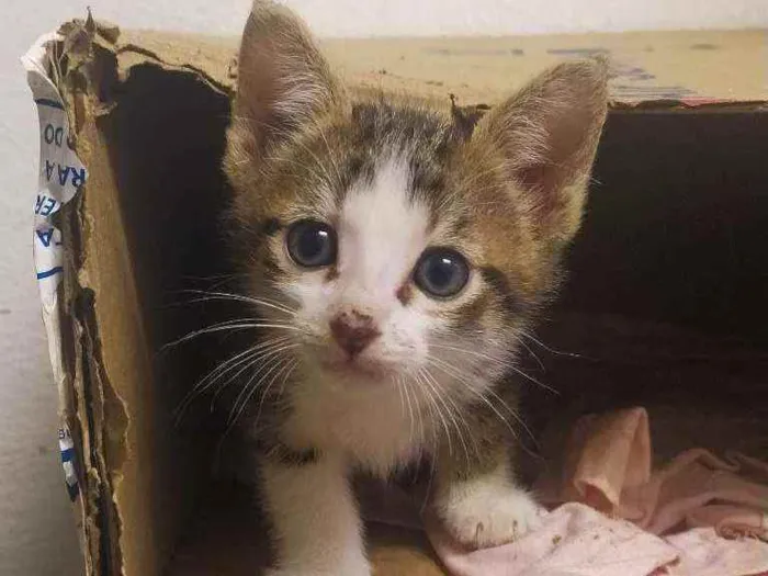 Gato ra a SRD idade Abaixo de 2 meses nome 4 Filhotinhos