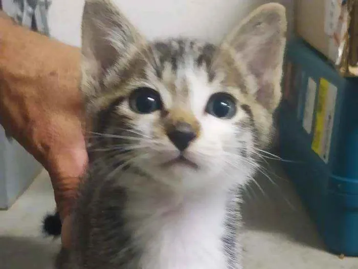 Gato ra a SRD idade Abaixo de 2 meses nome 4 Filhotinhos