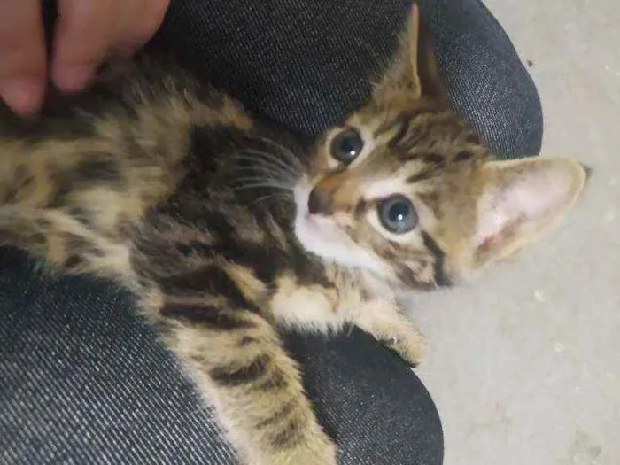 Gato ra a SRD idade Abaixo de 2 meses nome 4 Filhotinhos