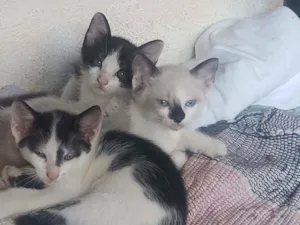 Gato raça Tonquinês misturado  idade Abaixo de 2 meses nome Sem nome