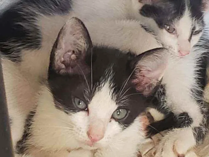 Gato raça Tonquinês misturado  idade Abaixo de 2 meses nome Sem nome