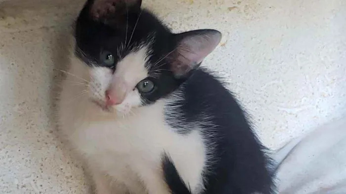 Gato raça Tonquinês misturado  idade Abaixo de 2 meses nome Sem nome