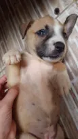 Princesa