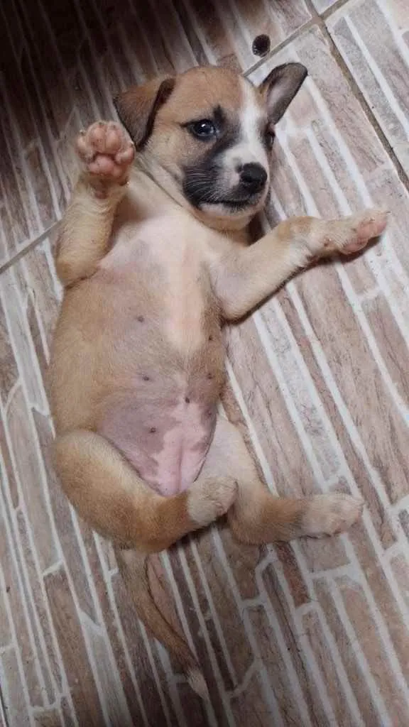 Cachorro ra a SRD idade Abaixo de 2 meses nome Princesa