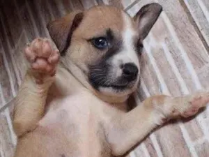 Cachorro raça SRD idade Abaixo de 2 meses nome Princesa