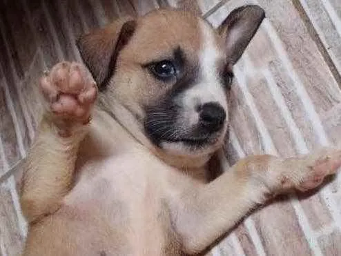 Cachorro ra a SRD idade Abaixo de 2 meses nome Princesa