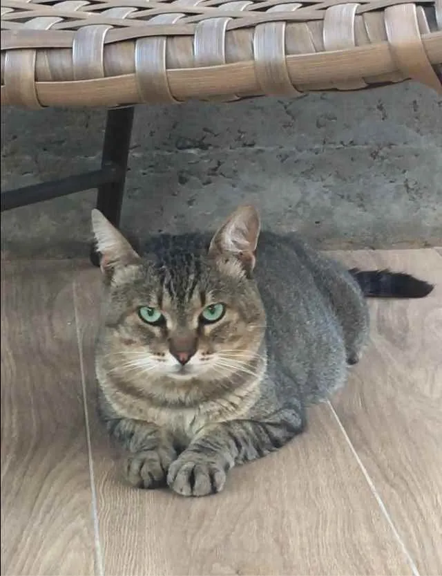 Gato ra a SRD idade 2 anos nome Moscou