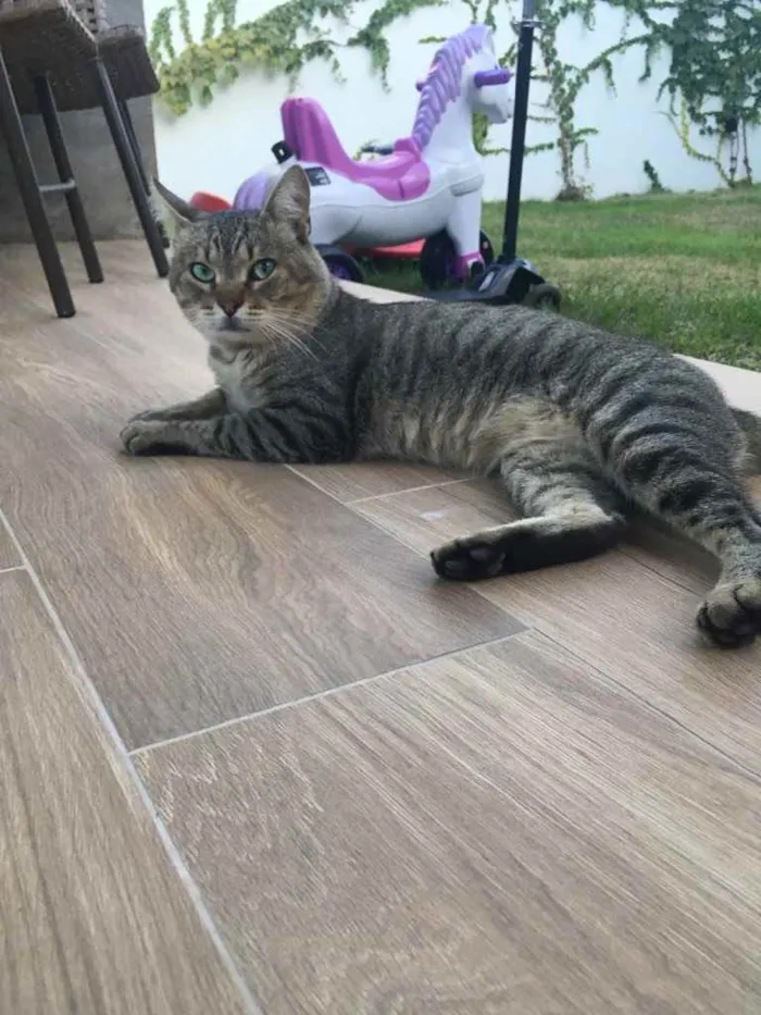 Gato ra a SRD idade 2 anos nome Moscou
