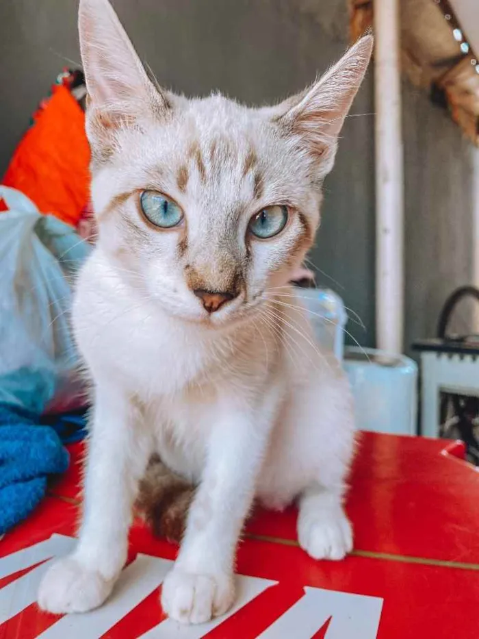 Gato ra a Filhos de Persa, misturado idade 2 a 6 meses nome Sem nome