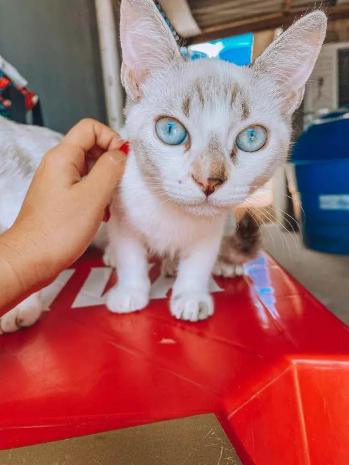 Gato ra a Filhos de Persa, misturado idade 2 a 6 meses nome Sem nome