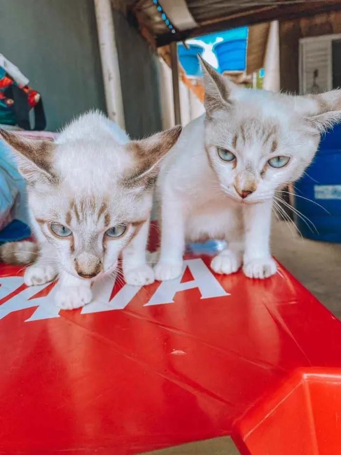 Gato ra a Filhos de Persa, misturado idade 2 a 6 meses nome Sem nome