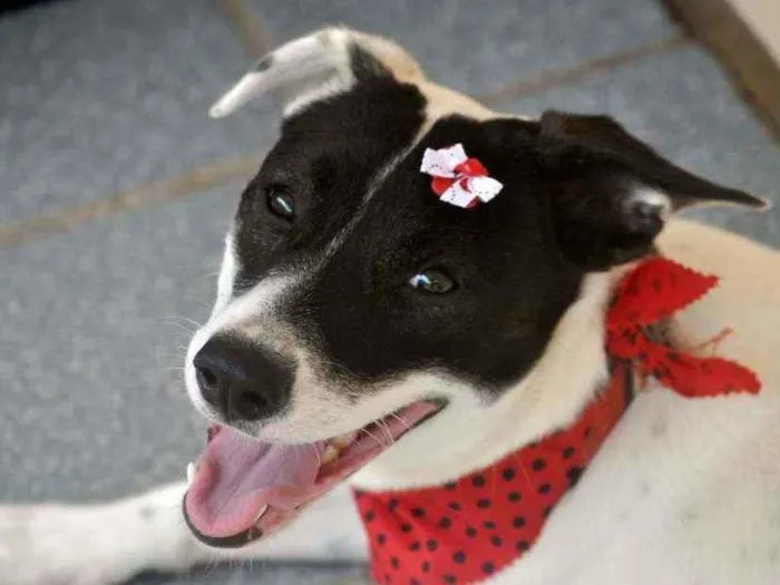 Cachorro ra a Srd idade 7 a 11 meses nome Brisa 