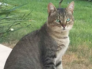 Gato raça SRD idade 2 anos nome Moscou