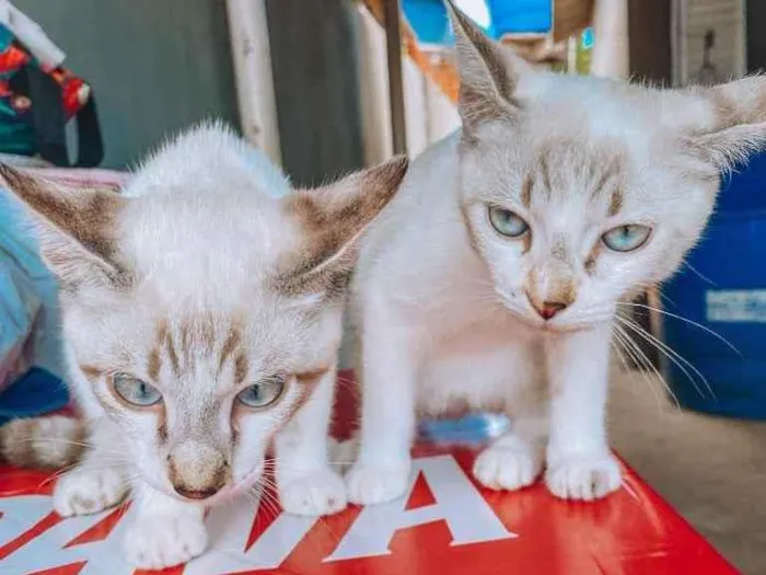 Gato ra a Filhos de Persa, misturado idade 2 a 6 meses nome Sem nome