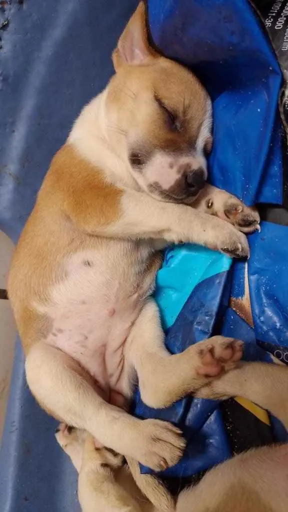 Cachorro ra a SRD idade Abaixo de 2 meses nome Xuxa