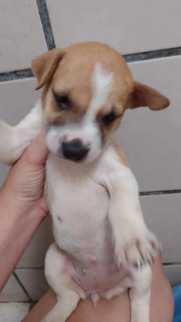Cachorro ra a SRD idade Abaixo de 2 meses nome Xuxa