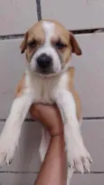 Xuxa