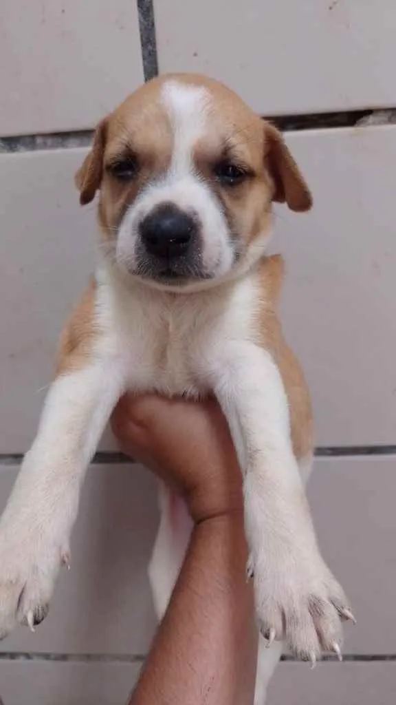 Cachorro ra a SRD idade Abaixo de 2 meses nome Xuxa