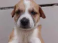 Xuxa