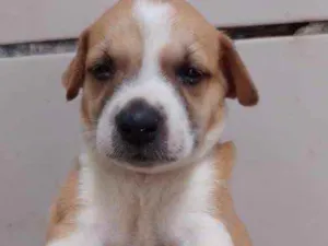 Cachorro raça SRD idade Abaixo de 2 meses nome Xuxa