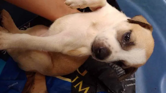 Cachorro ra a SRD idade Abaixo de 2 meses nome Menina