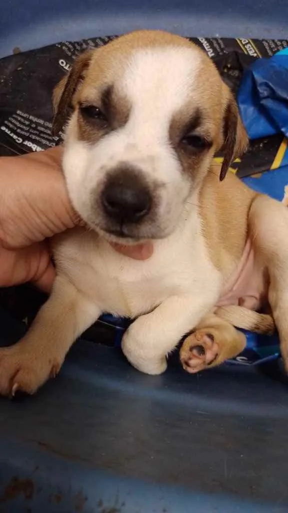 Cachorro ra a SRD idade Abaixo de 2 meses nome Menina