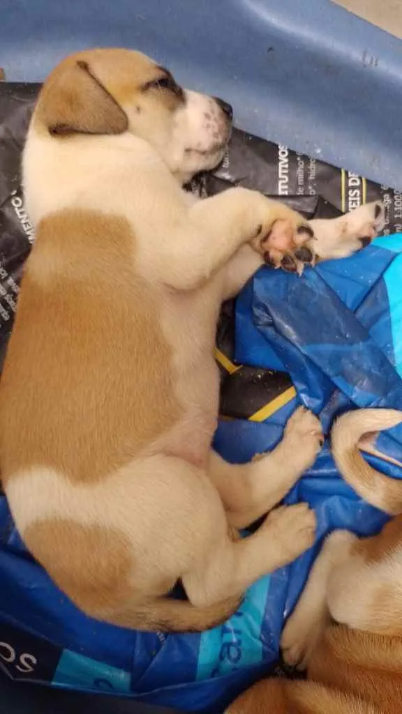 Cachorro ra a SRD idade Abaixo de 2 meses nome Menina