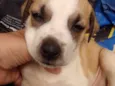 Menina