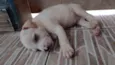 Lulu