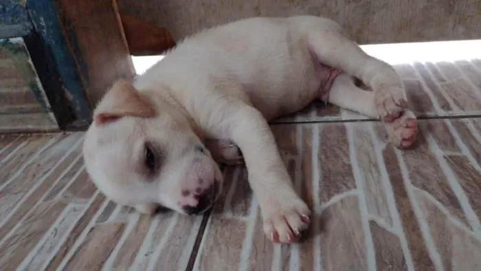 Cachorro ra a SRD idade Abaixo de 2 meses nome Lulu