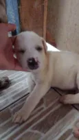 Lulu