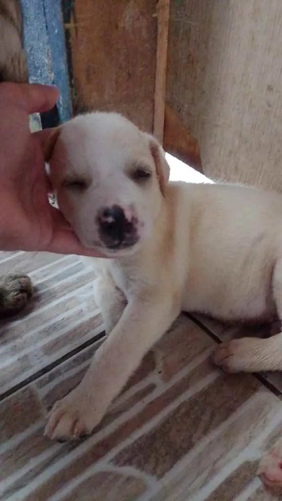 Cachorro ra a SRD idade Abaixo de 2 meses nome Lulu
