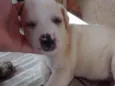 Lulu