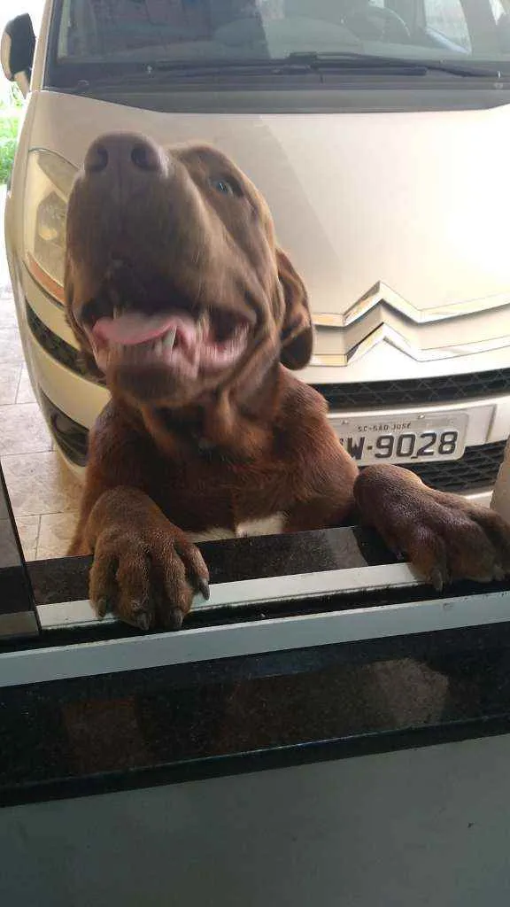 Cachorro ra a Labrador com america idade 7 a 11 meses nome Menino