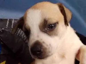 Cachorro raça SRD idade Abaixo de 2 meses nome Menina